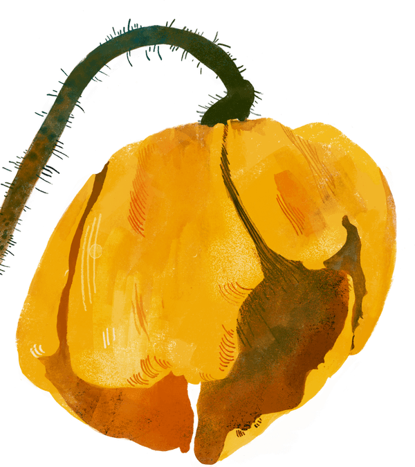 XOXO Festival illustration element 1